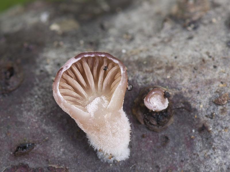 Panellus violaceofulvus